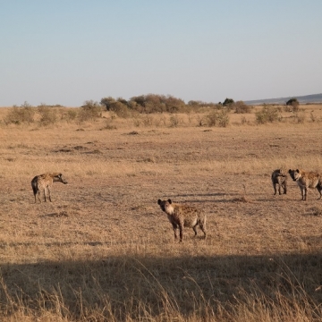 hyena