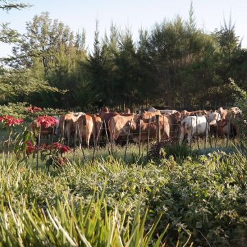 Boran's in de weide vanuit Kokwet