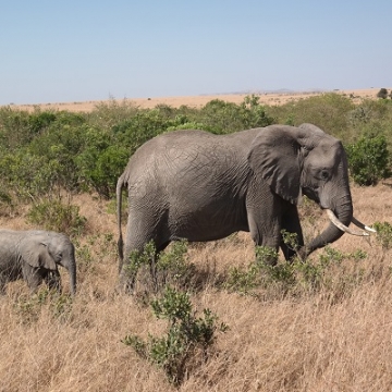 olifant verkleind