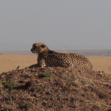 verkleind cheetah